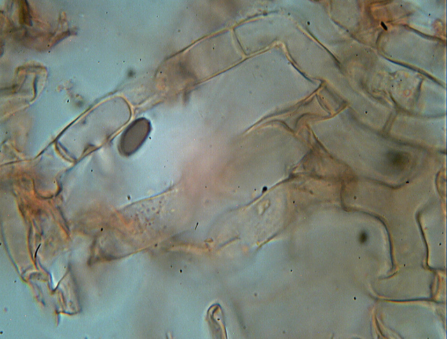 Botryobasidium isabellinum... un 